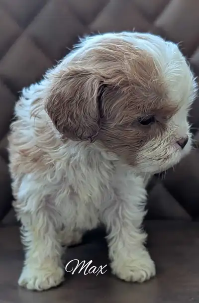 Adorable Cavapoos: One Available!!, View more