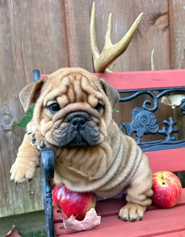 ⭐️BULLDOG ANGLAIS⭐️ in Dogs & Puppies for Rehoming in Québec City - Image 3