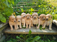Registered Standard Poodle Puppies