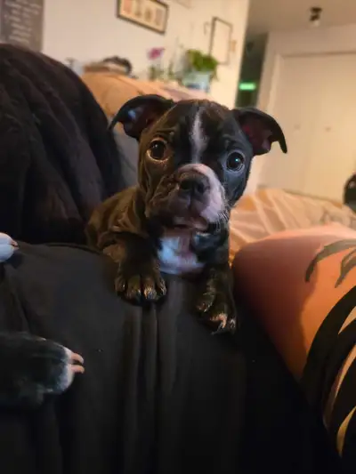 Boston Terrier, View more