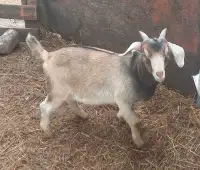 Boar goat cross bucklings