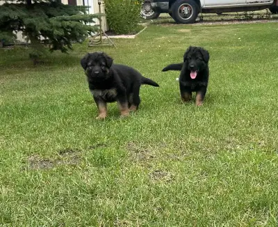 Purebred German Shepherd Puppies – Ready July 16!, View more