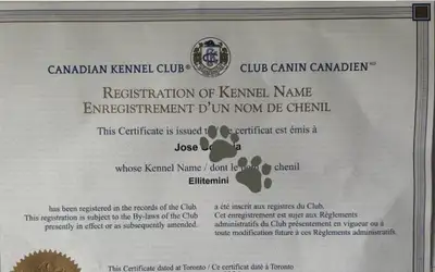 Elliteminiatureandgiantschnauzers ckc reg 2026 waiting list !, View more