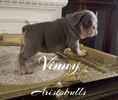 English Bulldog Anglais, View more