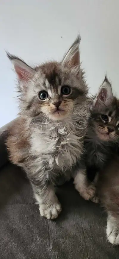 Maine Coon kittens, View more
