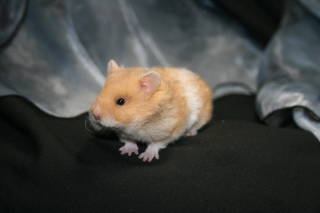 Pedigree baby syrian hamsters in Small Animals for Rehoming in Vancouver - Image 4