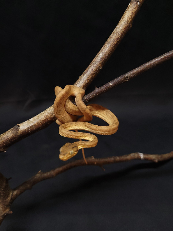 Orange Amazon Tree Boa in Reptiles & Amphibians for Rehoming in Moncton