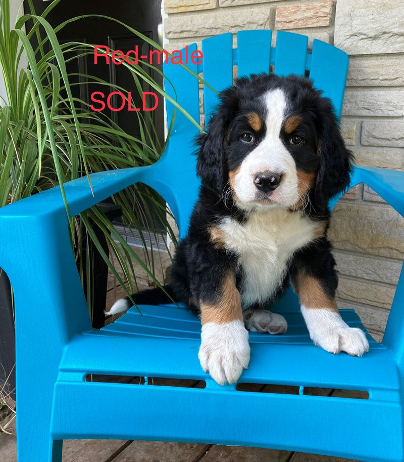 Bernese mountain dog puppies !!!! READY TO GO!!!! 3 LEFT!! Dogs