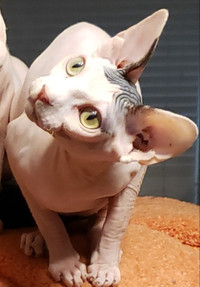 Registered Sphynx kittens and young adults - all healthly
