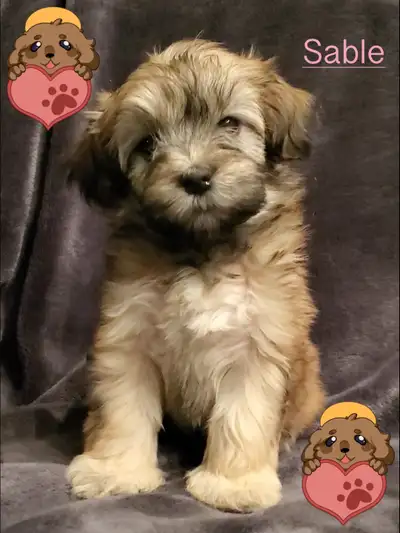 Heavenly Havanese Purebred CKC Registered Champion Showline Puppies for sale. This is a beautiful li...