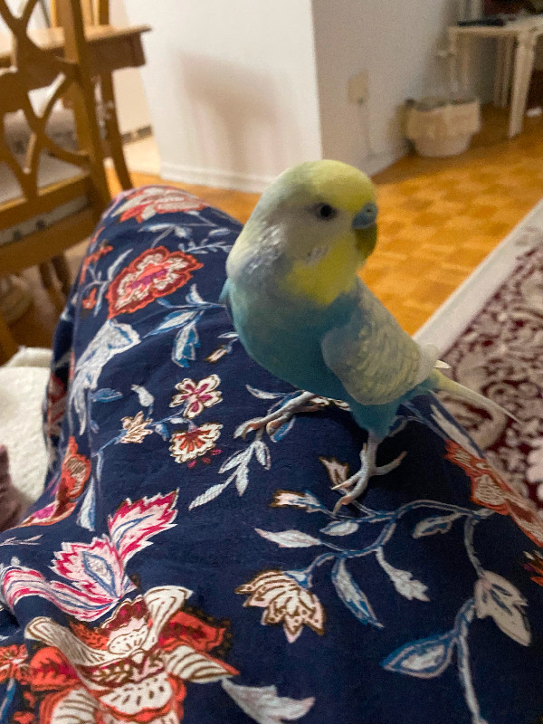 Lost Budgie in Lost & Found in Mississauga / Peel Region