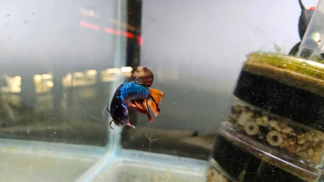 Show quality betta in Fish for Rehoming in Richmond - Image 4