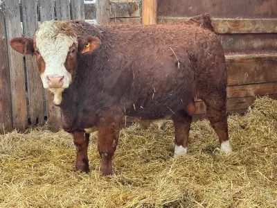 Fullblood Fleckvieh Yearling Bulls For Sale, View more