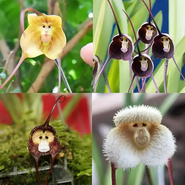 monkey orchid64520003602690120