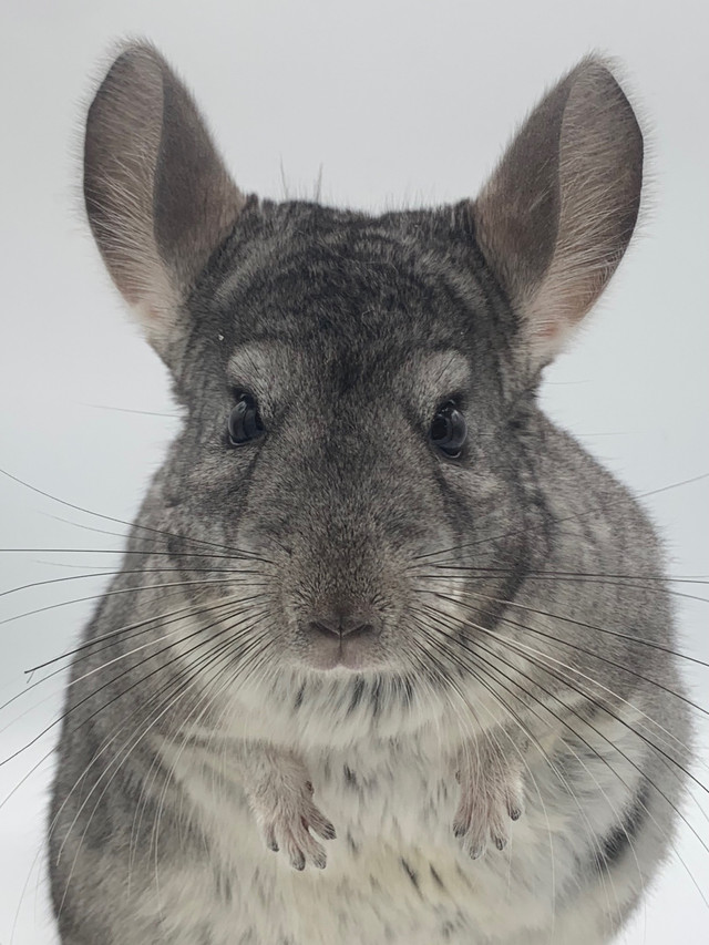 Dark Grey Chinchilla Young Male in Small Animals for Rehoming in Barrie