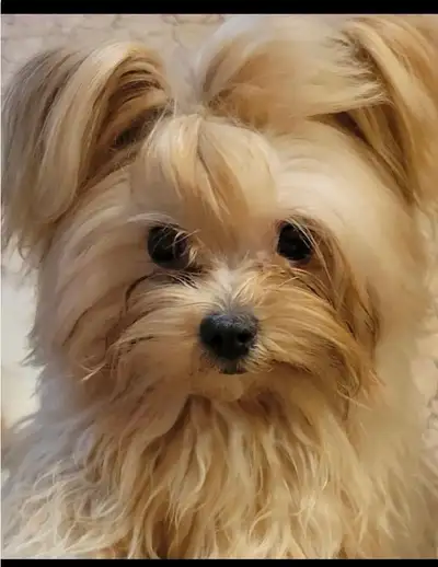 MORKiE MALE PUPPY, View more