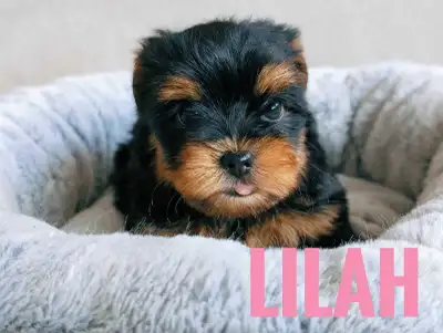 Female Yorkie Puppy, View more