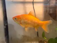 Common goldfish for sale