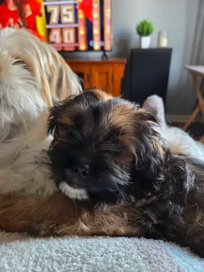 Cava-tzu puppies     3 puppies left!!, View more