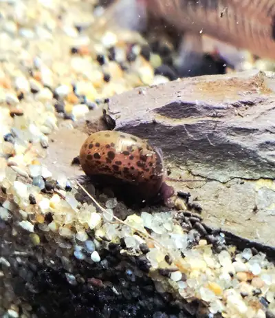 Brown Leopard Ramhorn snails, View more