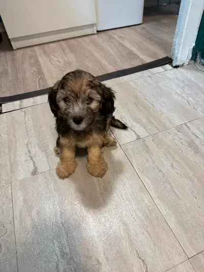 Puppies, View more