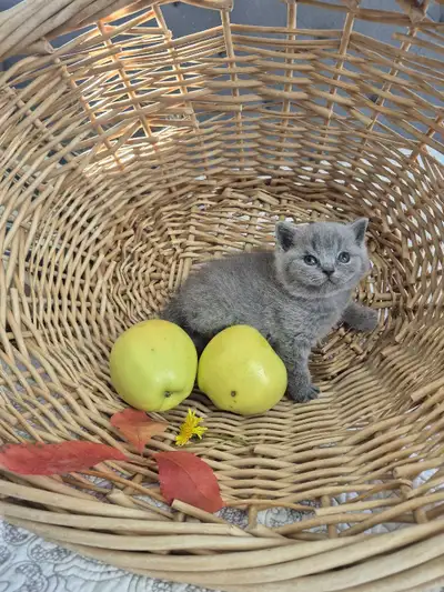 chatons/kittens British Shorthair, purebred, CCA-AFC, View more