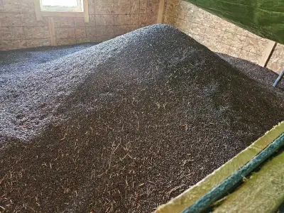 Buckwheat for sale, View more