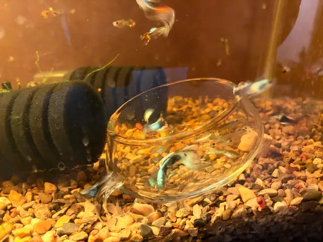 Assorted Guppies【杂袍孔雀】$1 female ; $2 male in Fish for Rehoming in Calgary - Image 3