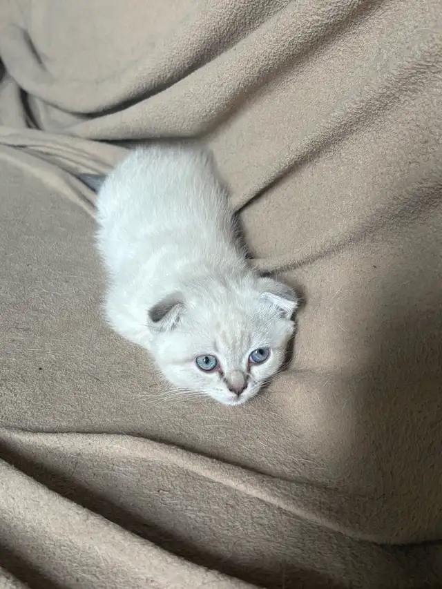 Adorable Colour Point Scottish Fold Kittens in Cats & Kittens for Rehoming in Oakville / Halton Region - Image 3