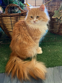 Adoption Pending- Orange Long hair Female cat for adoption