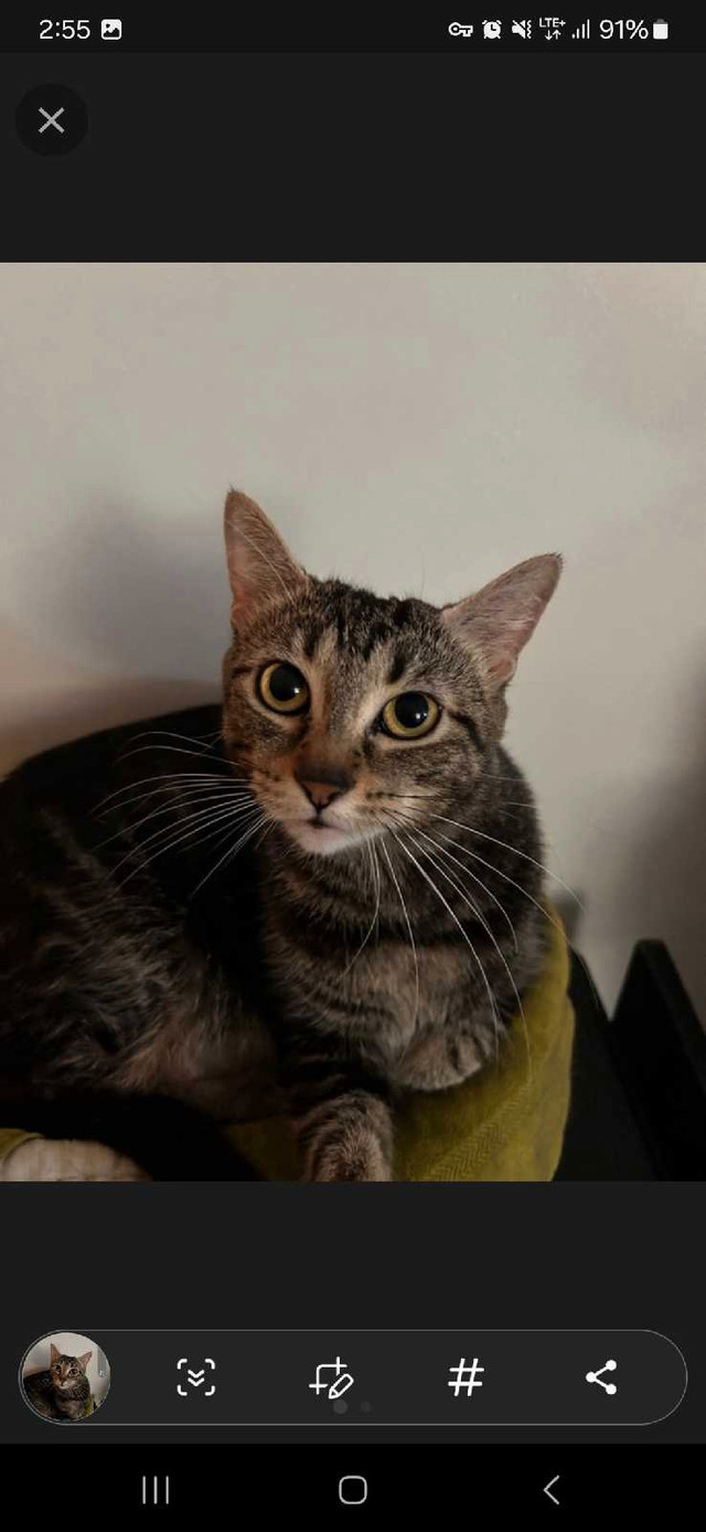 Hypoallergenic 3 yr old female cat in Cats & Kittens for Rehoming in City of Toronto