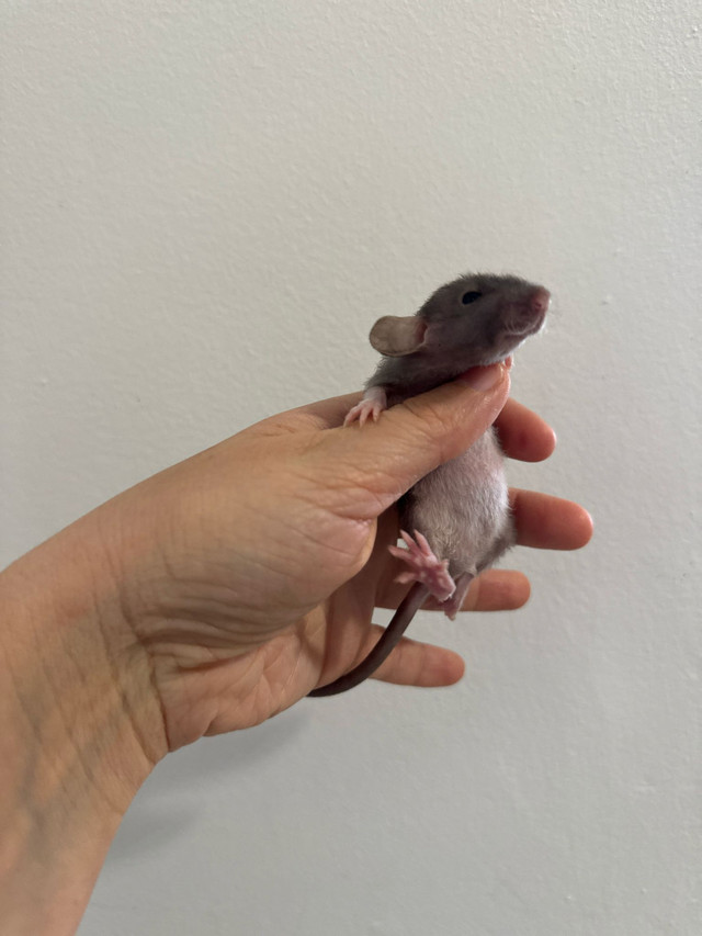 rats chauves dans Petits animaux à adopter  à Ville de Montréal - Image 2