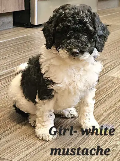 Mini Goldendoodle Puppy, View more