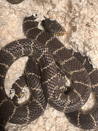 California king snake (pending/on hold) 