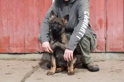 Purebred Sable and All Black German Shepherd Puppies, View more