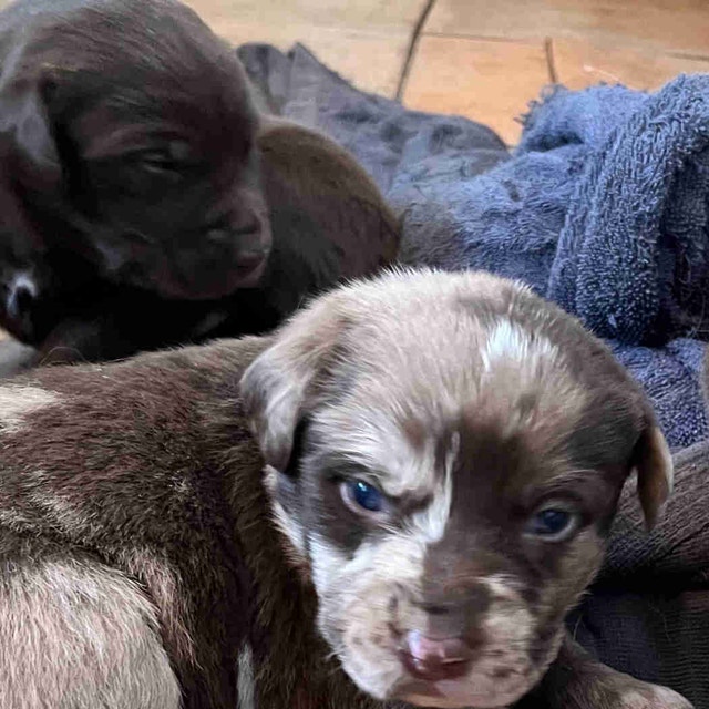 Chiots berger australien croisé labrador Chiens et chiots à adopter Victoriaville Kijiji