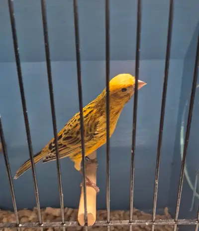 Beautiful male lizard canary. 1 year old. Show quality. Healthy and very active. Loves to fly around