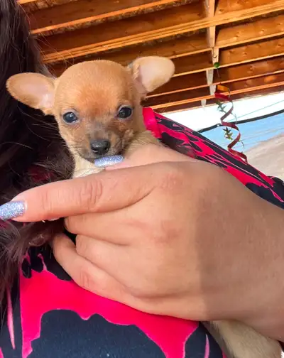 Chihuahua  puppy, View more