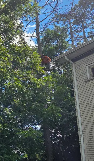 Family Tree Service, View more