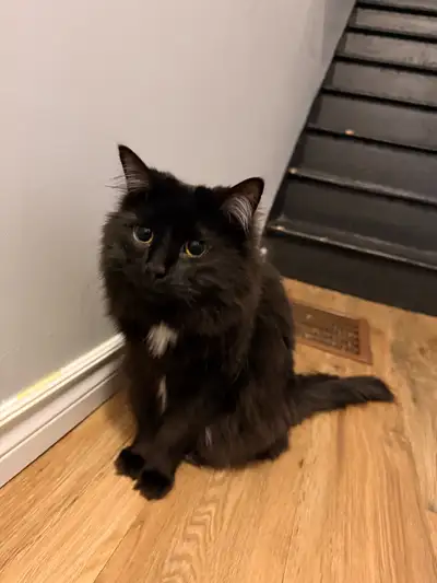 Long hair 1 year old cat, View more