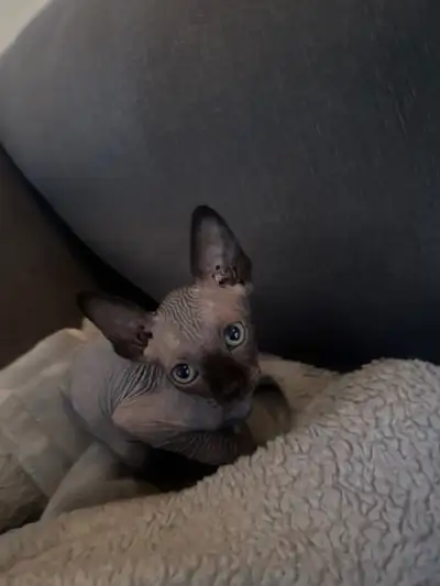 Bébé chats sphynx Efle disponible maintenant