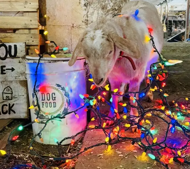 Mini Donkey and Goat Cuddles64733723138177123