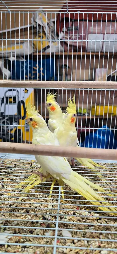 Hand tamed baby cockatiels bird, View more