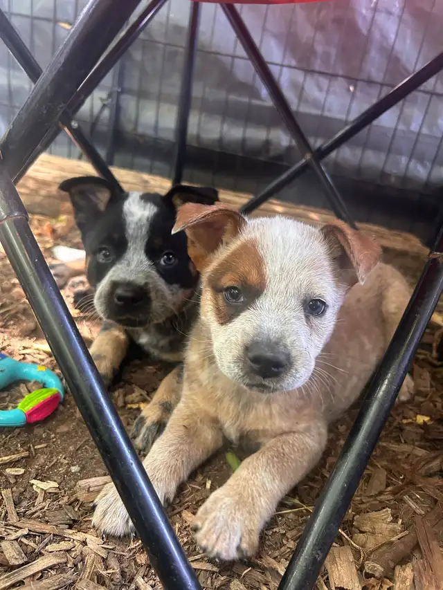 chiot bouvier australien in Dogs & Puppies for Rehoming in West Island - Image 3