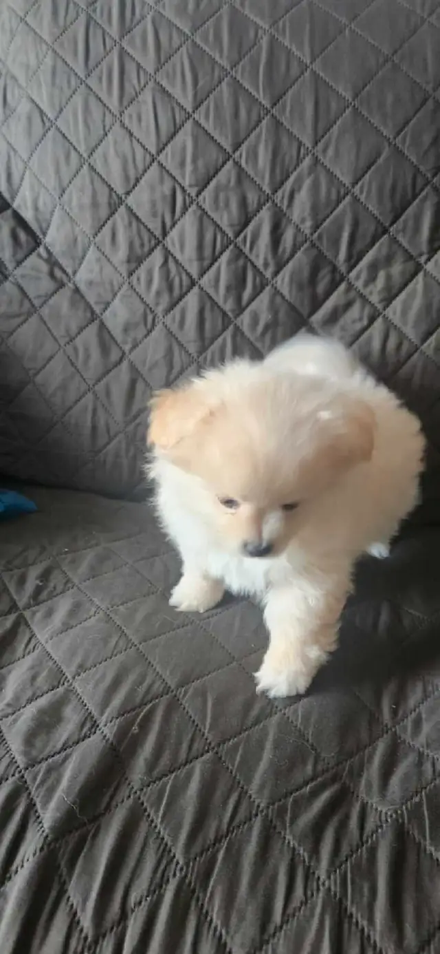 Pomeranian Puppy Available in Dogs & Puppies for Rehoming in London - Image 4