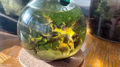 Hawaiian Opae Ula Shrimp Eco Jar – Handcrafted Micro Habitat, View more