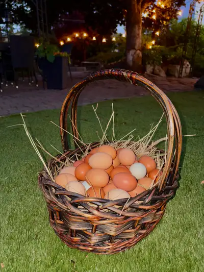Fresh Eggs , View more