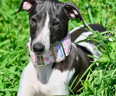Vous cherchez un Whippet doux, proche de l’humain et déjà bien avancé dans son apprentissage? Ce mag...