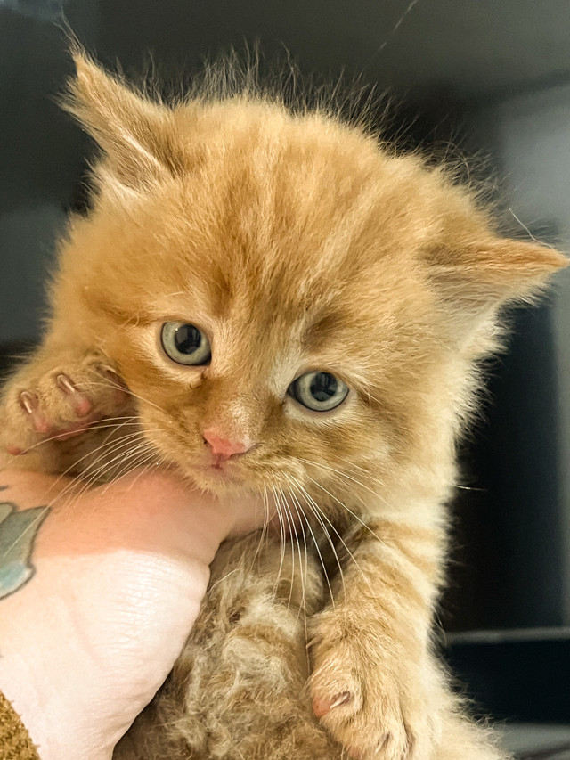 chatons persan X calico dans Chats et chatons à adopter  à Lanaudière - Image 3