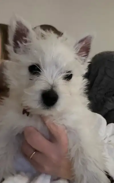 Westie puppies, View more